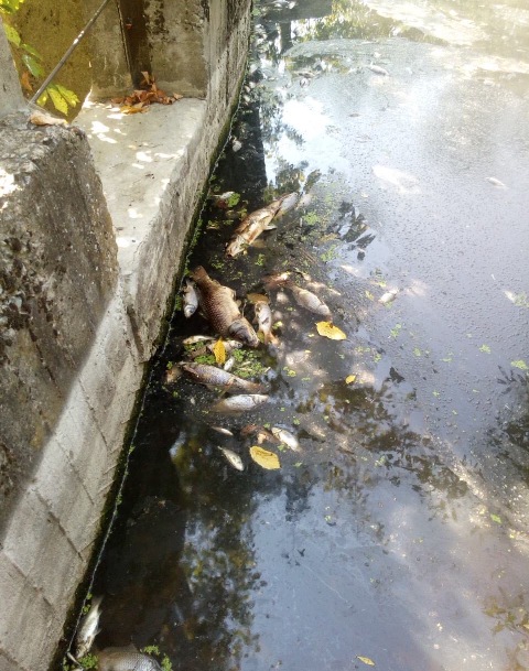 У водоймі в місті Кам'янка-Бузька масово загинула риба