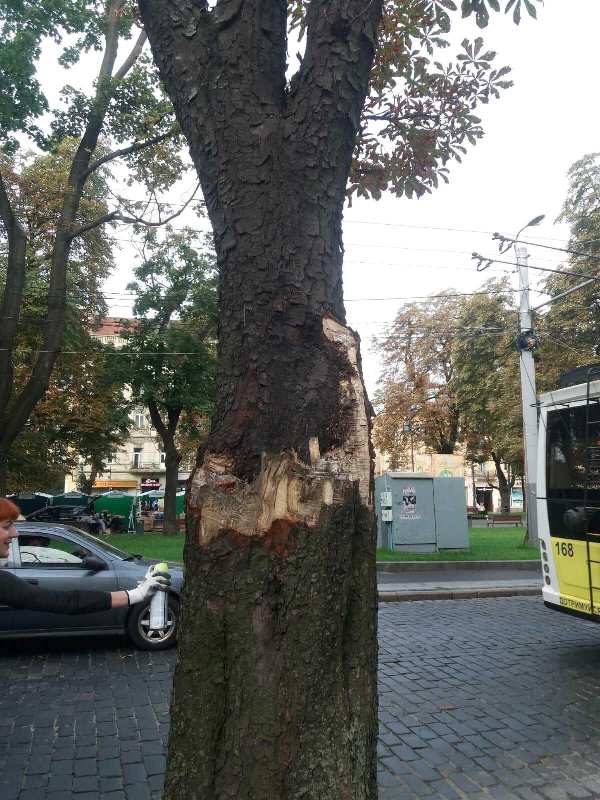 У Львові зрубають частину дерев на проспекті Свободи