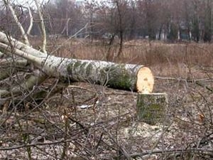 Мешканці Брюхович занепокоєнні вирубкою дерев у парку Б. Хмельницького