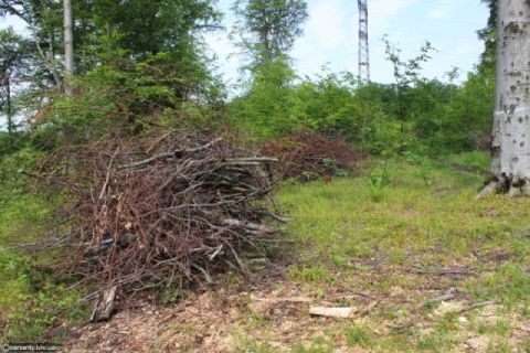 У Старосамбірському відділенні Галсіллісу незаконно вирубують дерева