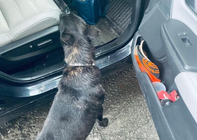 Прикордонний собака виявив набої в авто українця