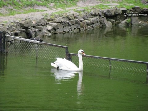 Нічні хулігани вигнали лебедів зі Стрийського парку