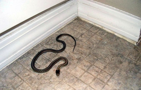 На свята у Львові в квартирі виявили змію