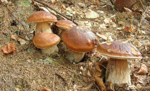 На Турківщині госпіталізували 16-річну дівчину, яка отруїлася грибами