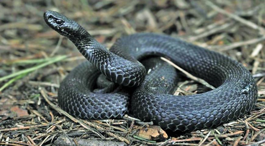 На Сколівщині 12-річну дівчинку вкусила змія