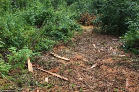 У львівських Карпатах незаконно вирубали лісу на 900 000 гривень