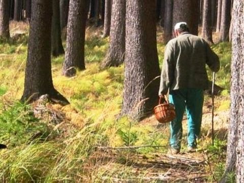 На Сколівщині рятувальники відшукали зниклого у лісі чоловіка