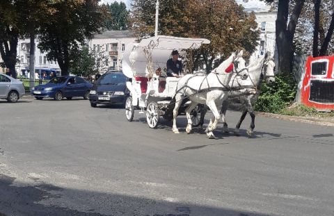 У Львові зареєстрували 4 петиції з вимогою заборонити прогулянки на каретах з кіньми