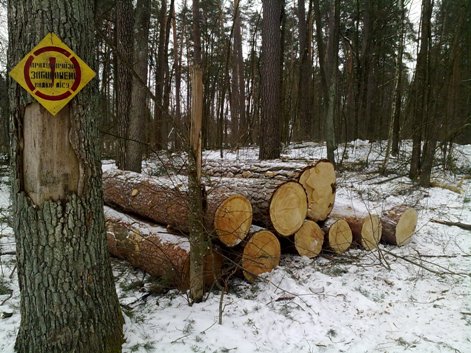 На Львівщині викрили чоловіка, який розкрадав деревину з держпідприємства