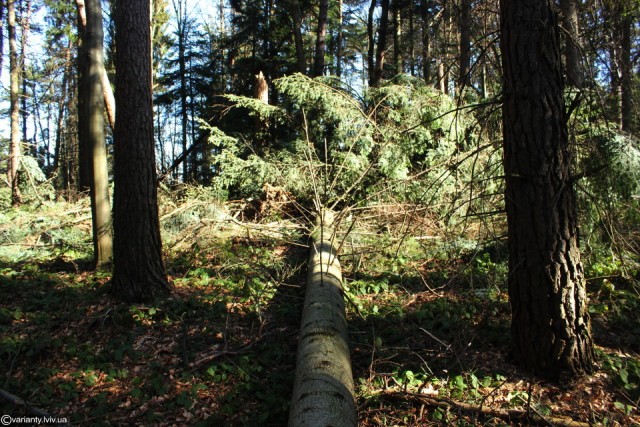 У парку "Сколівські Бескиди" зрубали дерева