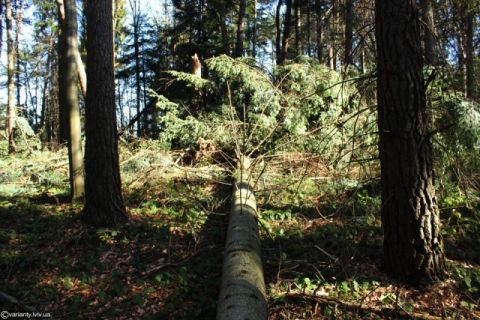 Мешканця Сколівщини оштрафували за незаконну вирубку дерев