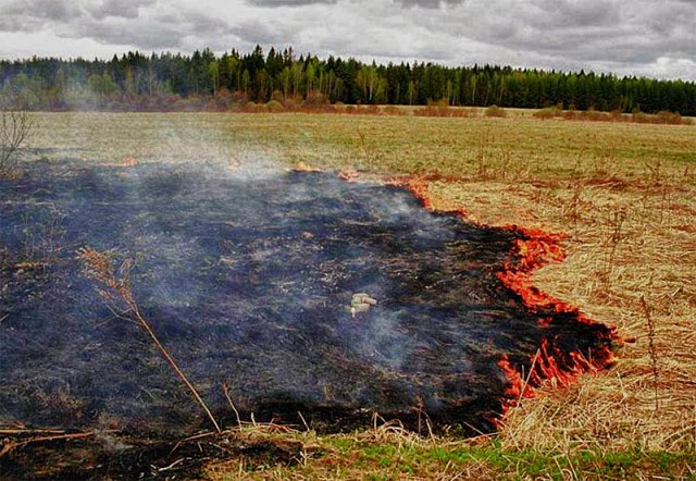 Екологи ЛОДА зловили травопалів