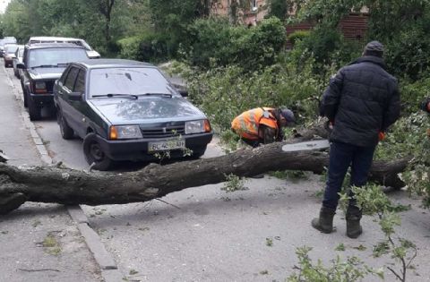 У центрі Львова вітер повалив дерева