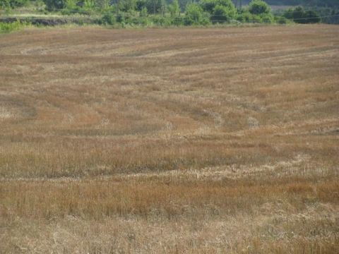 Одна із сільрад на Яворівщині незаконно передала землю у приватну власність