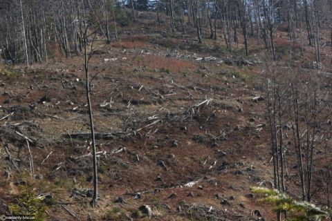 За підпал лісу штрафи можуть підняти у п'ять разів