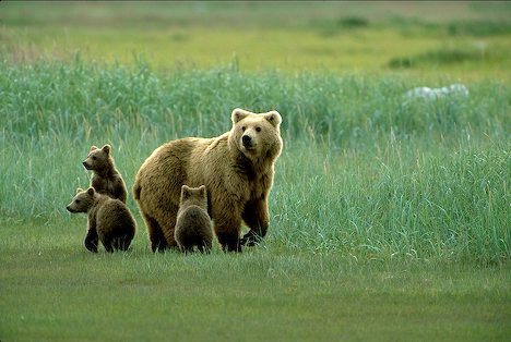 Притулок для бурих ведмедів можуть збудувати у Яворівському районі