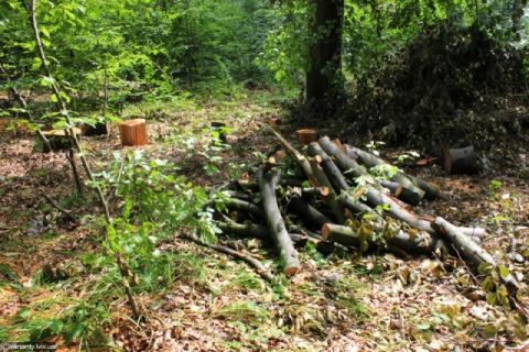 У військовому лісгоспі Львівщини незаконно вирубали дерева