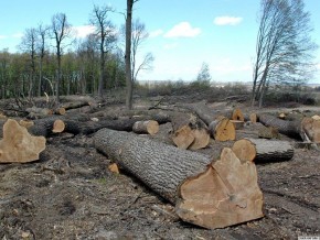 На Львівщині незаконно вирубали лісу майже на 8 млн. грн.