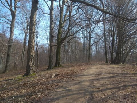 У Львові назвали парки, де 9-10 жовтня проводитимуть акарицидну обробку дерев проти кліщів