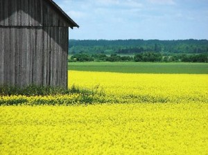 Мешканці двох військових містечок на Львівщині хочуть отримати землю у власність