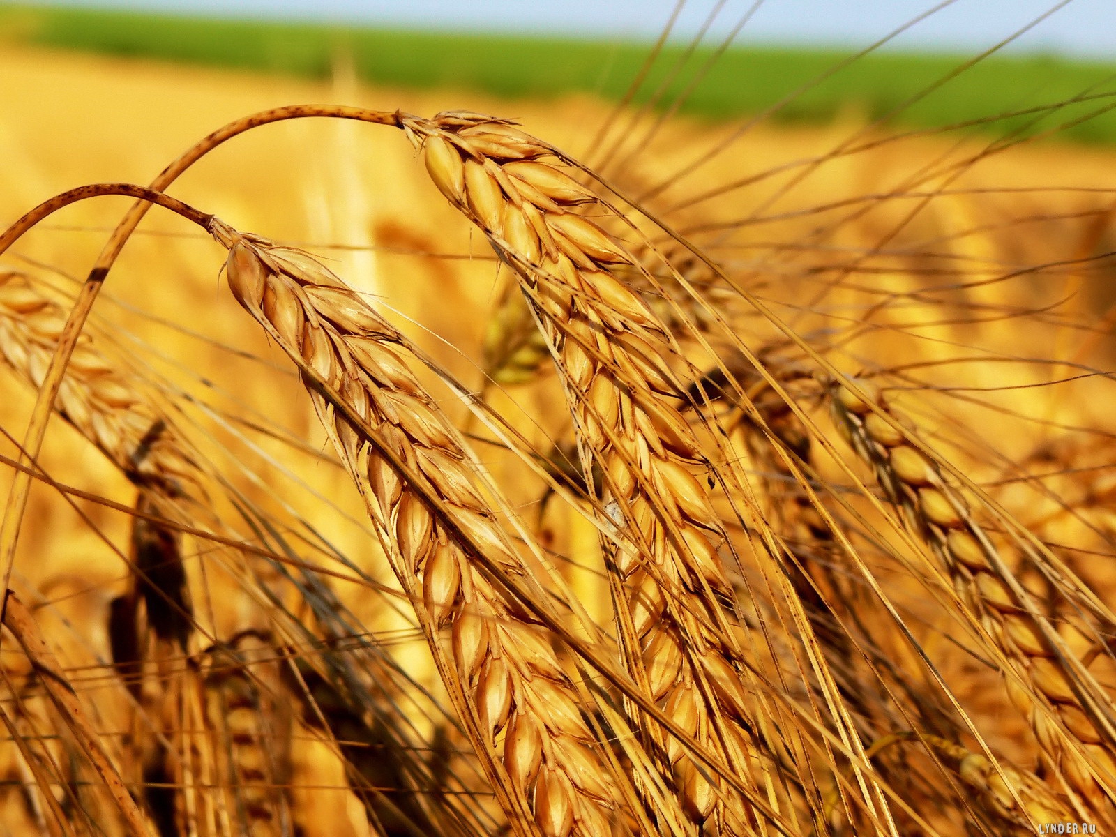 Проблем з пшеницею на Львівщині цього року не буде – Стефанишин