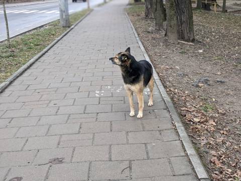 На Львівщині підтвердили майже 50 випадків сказу у тварин