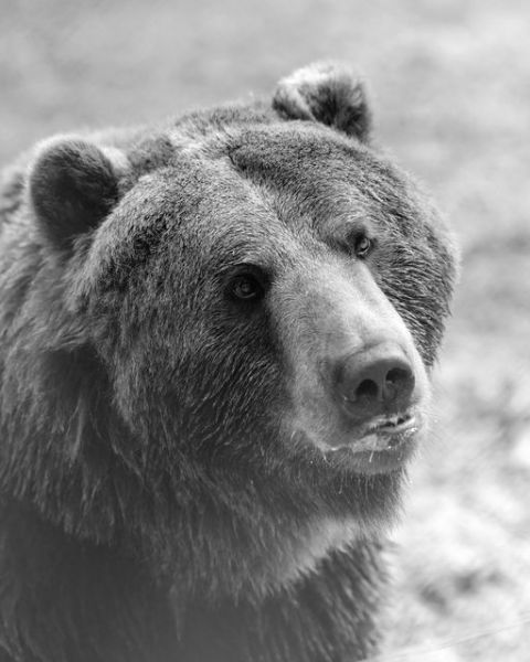 Ведмідь помер у притулку на Львівщині 