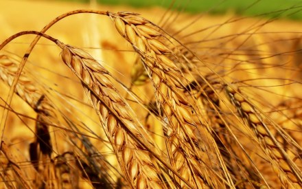 Цього року на Львівщині планують посіяти понад 300 тис га зернових культур