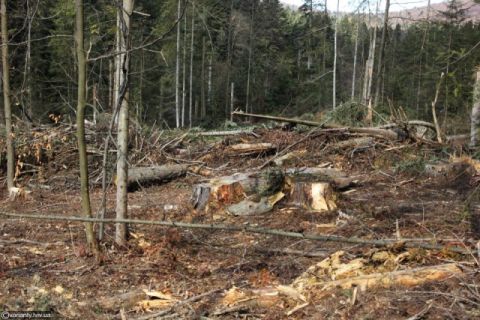 Торік на Львівщині загинуло майже 400 гектарів лісів