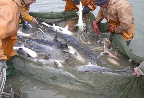 Під час операції «Нерест» на Львівщині вилучили 330 риболовних сіток